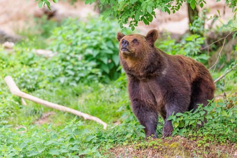 A female brown bear (Ursus arctos arctos) is sitting in dense vegetation on hilly terrain, sniffing