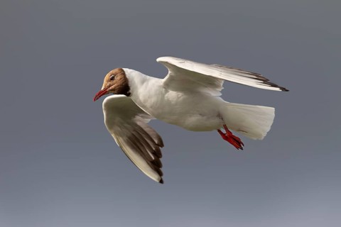 In gliding flight, the black-headed gull (Chroicocephalus ridibundus) in its breeding plumage