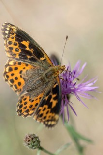 Aberration, argynnis lathonia, issoria lathonia, small mother-of-pearl butterfly, queen of Spain