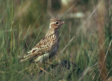 Woodlark, Lullula Arborea, Woodlark, Birds, Larks, Passeri, Songbirds, Birds