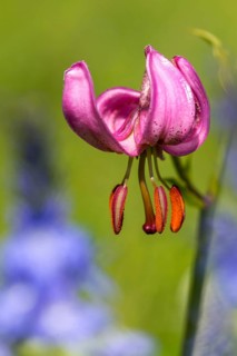 Liliaceae, Lily Family, Lilium Martagon, Turk's Cap Lily, Turkish League Lily, Flora, High Size,