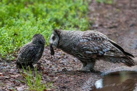 Bearded Owl, Finland, Great Grey Owl, Strix Nebulosa, Prey, Birds, Capture, Owls, Feeding, Female,