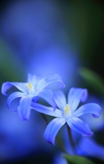 Two blue flowers against a blurred, natural background, snowdrop (Chionodoxa luciliae),
