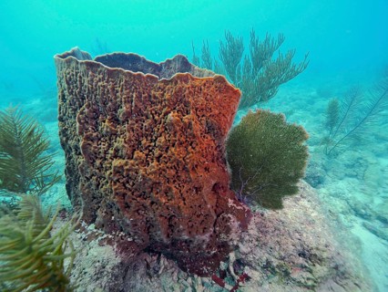 A large Caribbean barrel sponge (Xestospongia muta) sits on the coral reef, surrounded by seaweed,