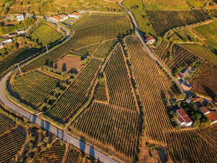 Aerial drone view of a road weaving between geometric vineyard plots in the Douro Valley, Portugal,
