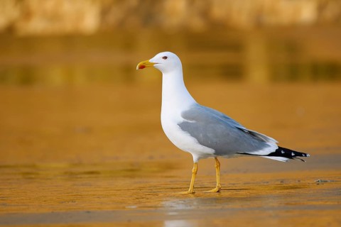 Mediterranean gull (Larus michahellis) on the beach, Algarve, Portugal