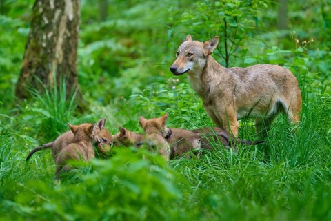 A female wolf watches over her puppies as they play in the forest, Summer, Wolf (Canis lupus),