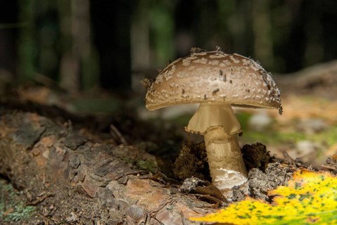Amanita excelsa, amanita spissa, sunken bead, squat bead, gray fly sponge, gray pearl mushroom,