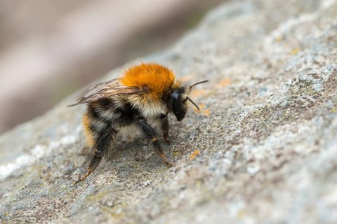 Field bumblebee, apidae, bees, Bombus pascuorum, hymenoptera, common carder bee, bumblebee,