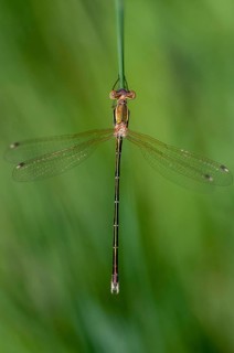 Leste's Barbarus, Migrant Spreadwing, Shy Emerald Damselfly, Southern Emerald Damselfly,