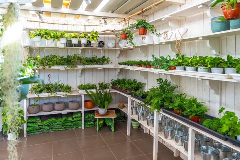 Bright indoor garden center with white wooden shelves showcasing a vibrant variety of healthy
