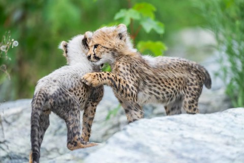 Cheetah (Acinonyx jubatus) youngsters playing with each other, captive, occurrence Africa