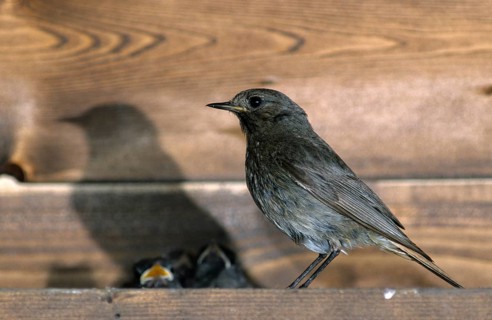 Black redstart, house redtail, Phoenicurus ochruros, birds, female, leo, passeri, songbirds, birds,