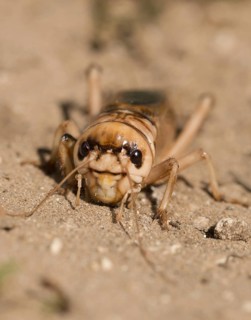 Brachytrupes Megacephalus, Giant Cricket, Granelli, Gryllus Megacephalus, Italy, Pantani Cuba and