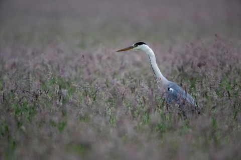 Grey heron (Ardea cinerea) in a meadow), Lower Saxony, Germany