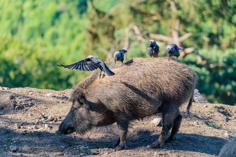 Three western jackdaws (Coloeus monedula) sit on the back of a female wild boar (Sus scrofa) on a