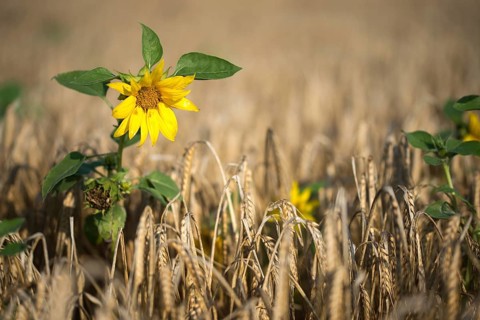 Asteraceae, annual sunflower, common sunflower, helianthus annuus, daisy, common sunflower, flora,