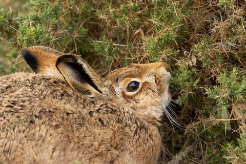 European brown hare (Lepus europaeus) adult animal feeding on a gorse bush, England, United Kingdom