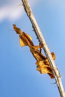 A dry leaf on a twig against a light blue sky, a ghost mantis in a meadow near Windhoek, Namibia