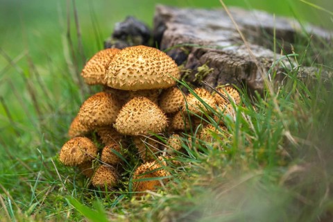 Dryophila squarrosa, Pholiota squarrosa, Pholiota verruculosa, cubs, sparse squeaks,