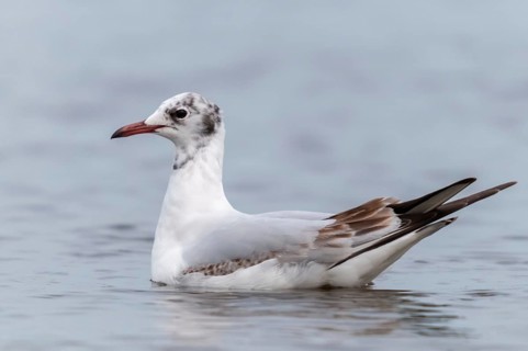 Black-headed gull, Chroicocephalus ridibundus, black-headed gull, Larus ridibundus, birds,
