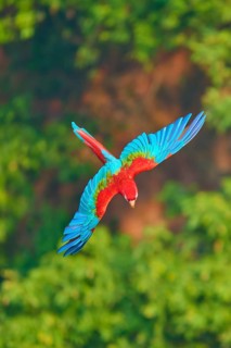 A parrot flies with outstretched wings over a green landscape, Green-winged Macaw, or Dark-red