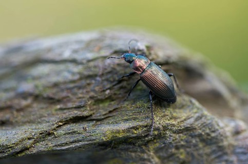 Carabidae, Coppery-Green Predatory Ground Beetle, copper-colored grave runners, coppery