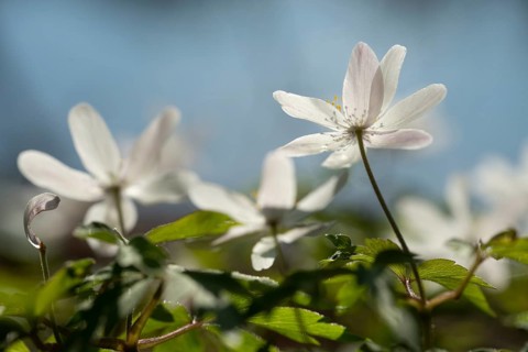 Anemone nemorosa, wood anemone, European thimbleweed, buttercup family, ranunculaceae, flora,