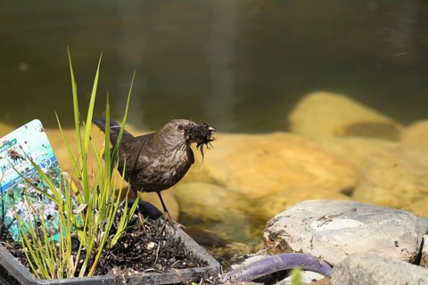 Blackbird (Turdus merula) female looking for nesting material in the plant baskets by the garden