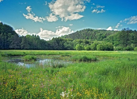 Germany, Greiz, Greizer Park, Hammerwiesen, Thuringia, Thuringia, wetland, spring, water, small