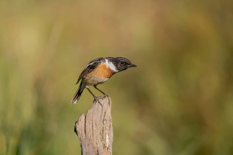 Stonechat, (Saxicola rubicola) stonechat. The sun is shining and there is grass in the