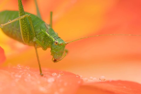 Speckled bush cricket (Leptophyes punctatissima) adult insect on a garden Begonia flower in summer,