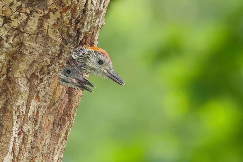 Impatiently begging young woodpeckers, green woodpecker (Picus viridis), two young, soon to be