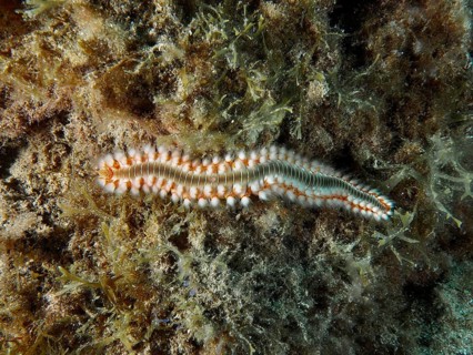 A bristle worm, the fire bristle worm (Hermodice carunculata), on algae, at the El Cabron Marine