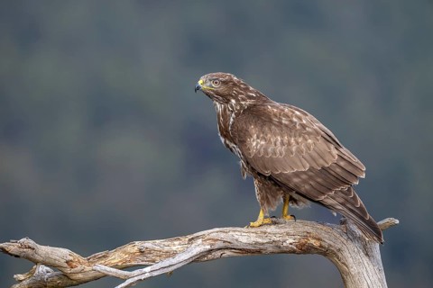 A common buzzard (Buteo buteo) perched on a branch, Terfens, Tyrol, Austria