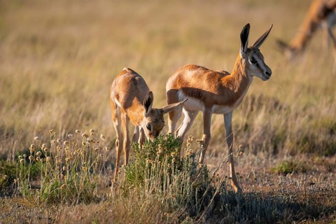 Two young springbok (Antidorcas marsupialis) in meadow, Mountain Zebra National Park, South Africa