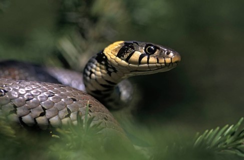 Critters, Grass Snakes, Reptiles, Leo, Natrix Natrix, portrait, Reptilia, Reptiles, Grass Snakes,