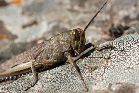 Egyptian migratory locust, Anacridium aegypticum, Anacridium aegyptium, Egyptian locust,