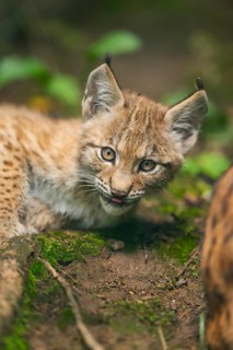 Eurasian lynx (Lynx lynx) youngster (cub) lying in in a forest, playing around, Bavaria, Germany