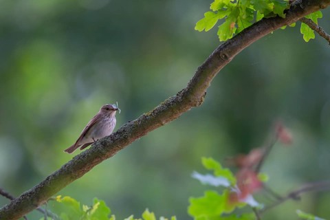 Spotted flycatcher (Muscicapa striata) adult bird in an Oak tree with insects in its beak for food