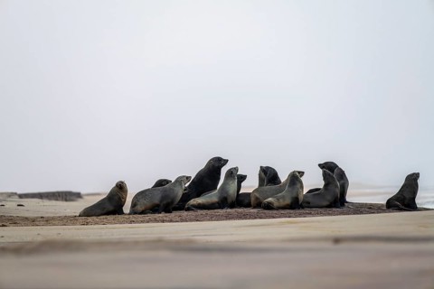 Group of dwarf fur seals (Arctocephalus pusillus) on the beach, Atlantic coast, Namib Naukluft