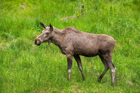 Eurasian elk (Alces alces) standing on a meadow in early summer, Bavarian Forest, Bavaria, Germany