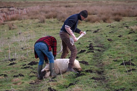 Pregnant sheep in pasture, young shepherd must help give birth to lambs, Rögnitz,