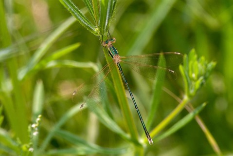 Leste Barbarus, Migrant Spreadwing, Shy Emerald Damselfly, Southern Emerald Damselfly, Bulgaria,