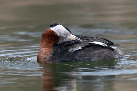 Podiceps grisegena, red-necked grebe, birds, plumage care, grebe, podicipedidae, preening, diver,
