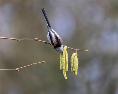 Long-tailed Tit (Aegithalos caudatus), Germany
