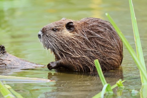 Nutria or coypu (Myocastor coypus), juvenile, North Rhine-Westphalia, Germany, invasive species in