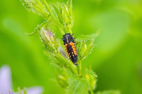 Ladybird larva (Coccinellidae) on a green plant in the garden, Ternitz, Lower Austria, Austria