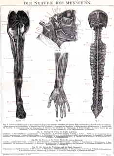 Human nerves, nervous system, nerve cells, glial cells, organism, organ system, spinal cord, brain,