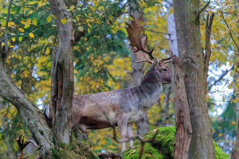 A fallow deer (Dama dama) stands at the edge of a slope in the forest and looks down. Bavaria,